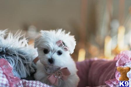 gpupies20 Picture 3